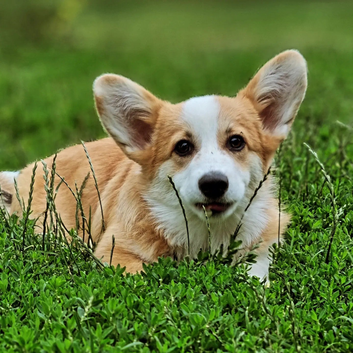 Leksaker till hunden. NYTT!